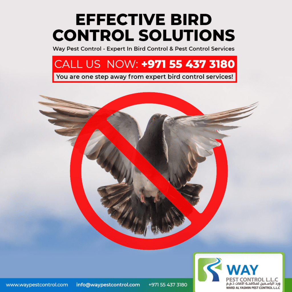 Bird Control Services in Dubai