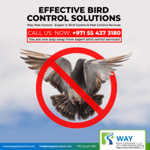 Bird Control Services in Dubai